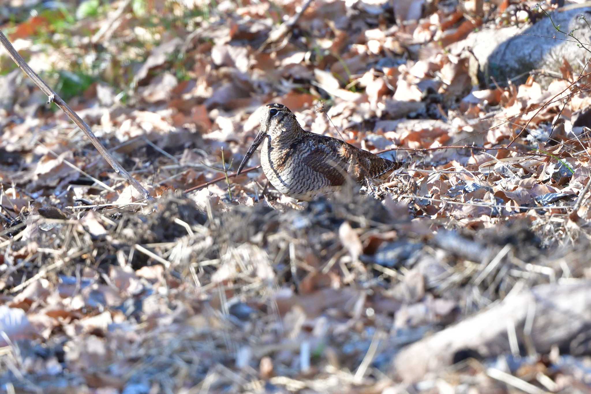 Eurasian Woodcock