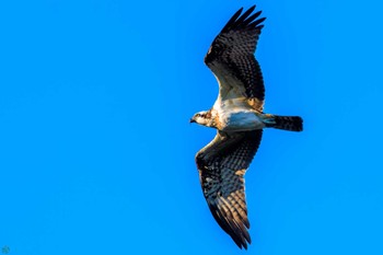 2023年10月21日(土) 静岡県下田の野鳥観察記録