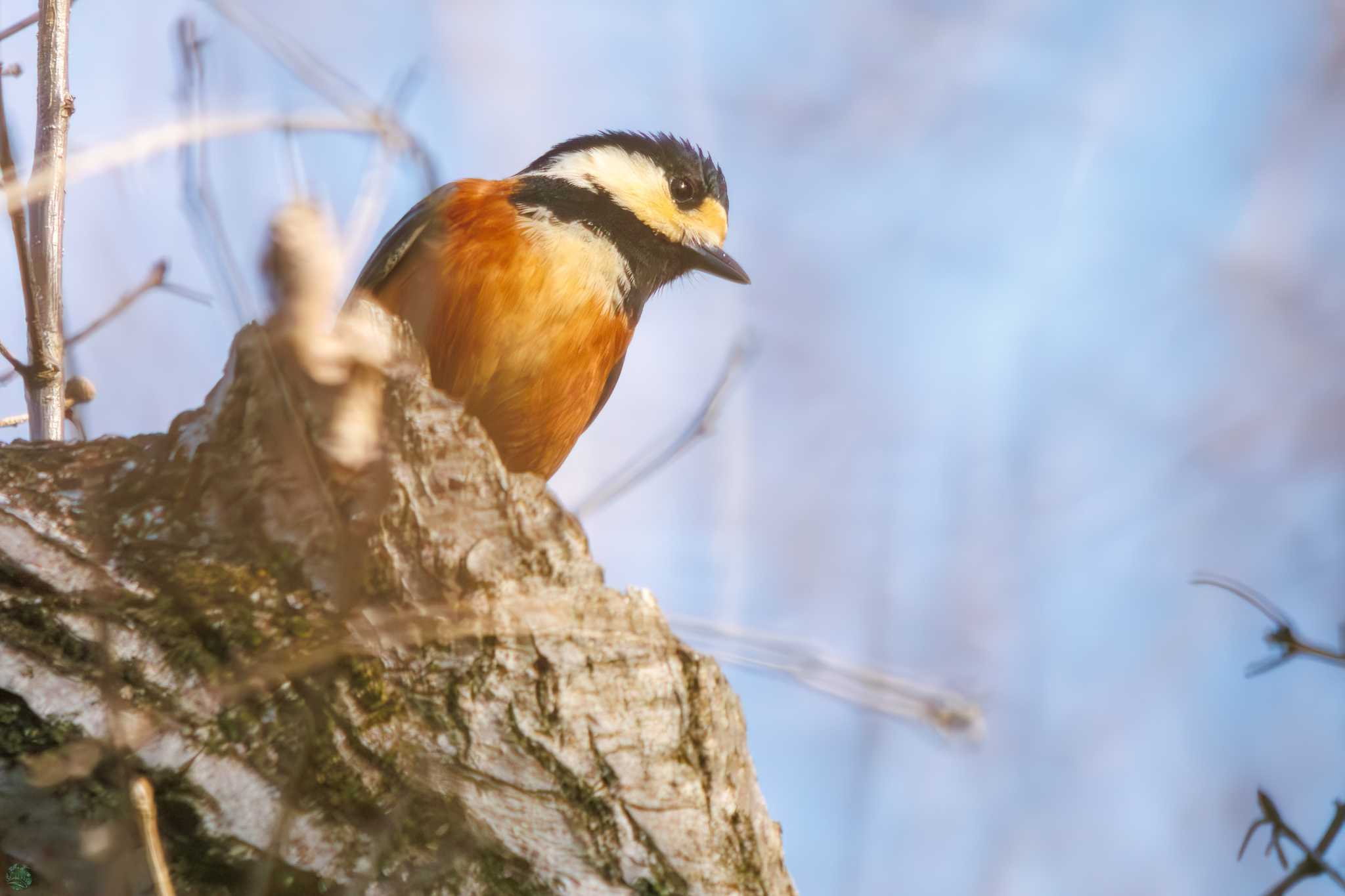 Varied Tit