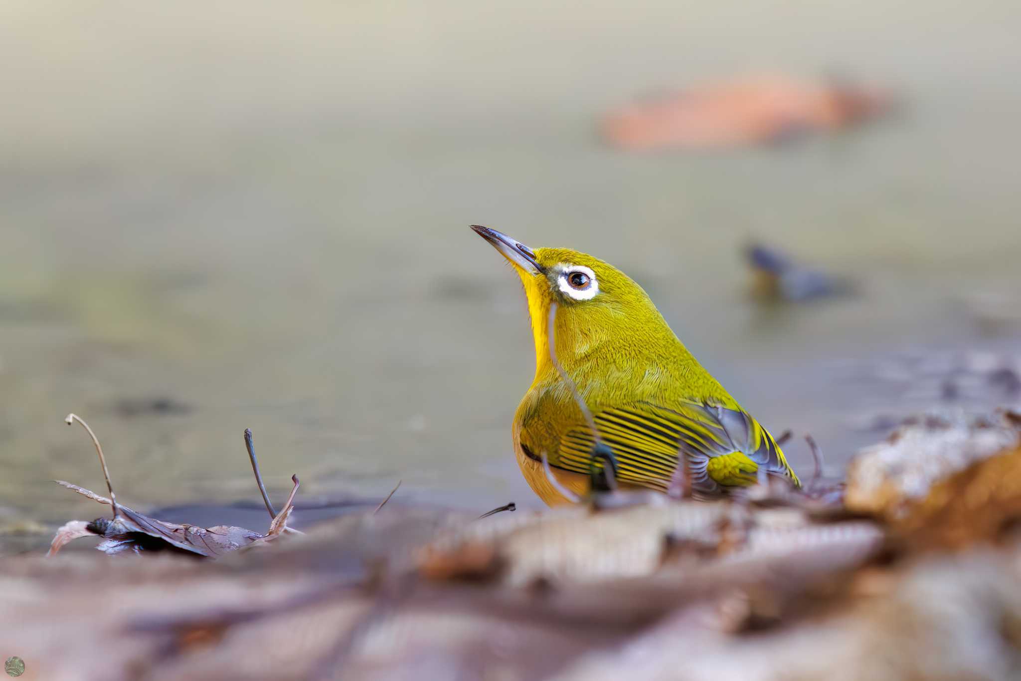 Warbling White-eye