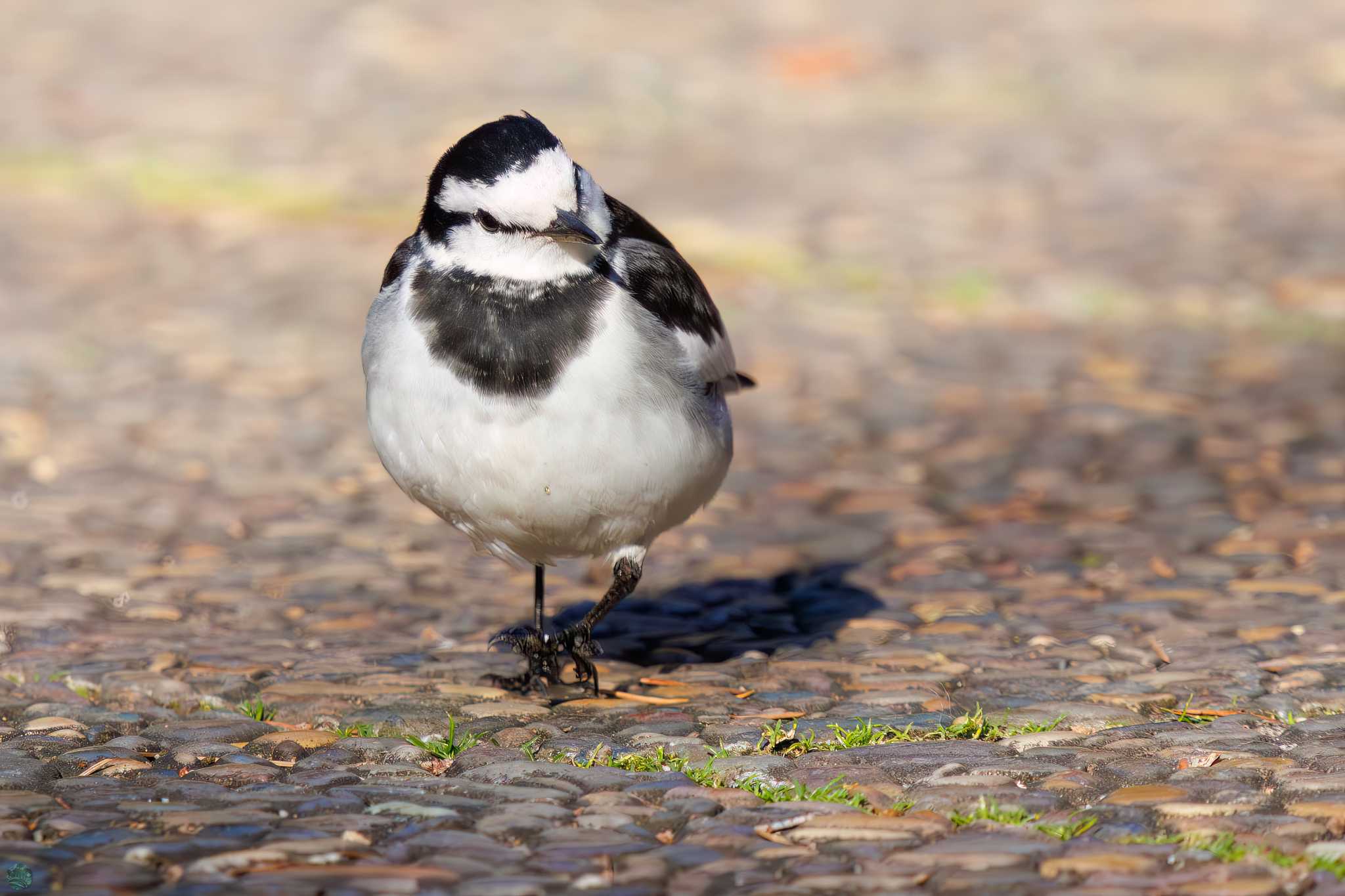 White Wagtail