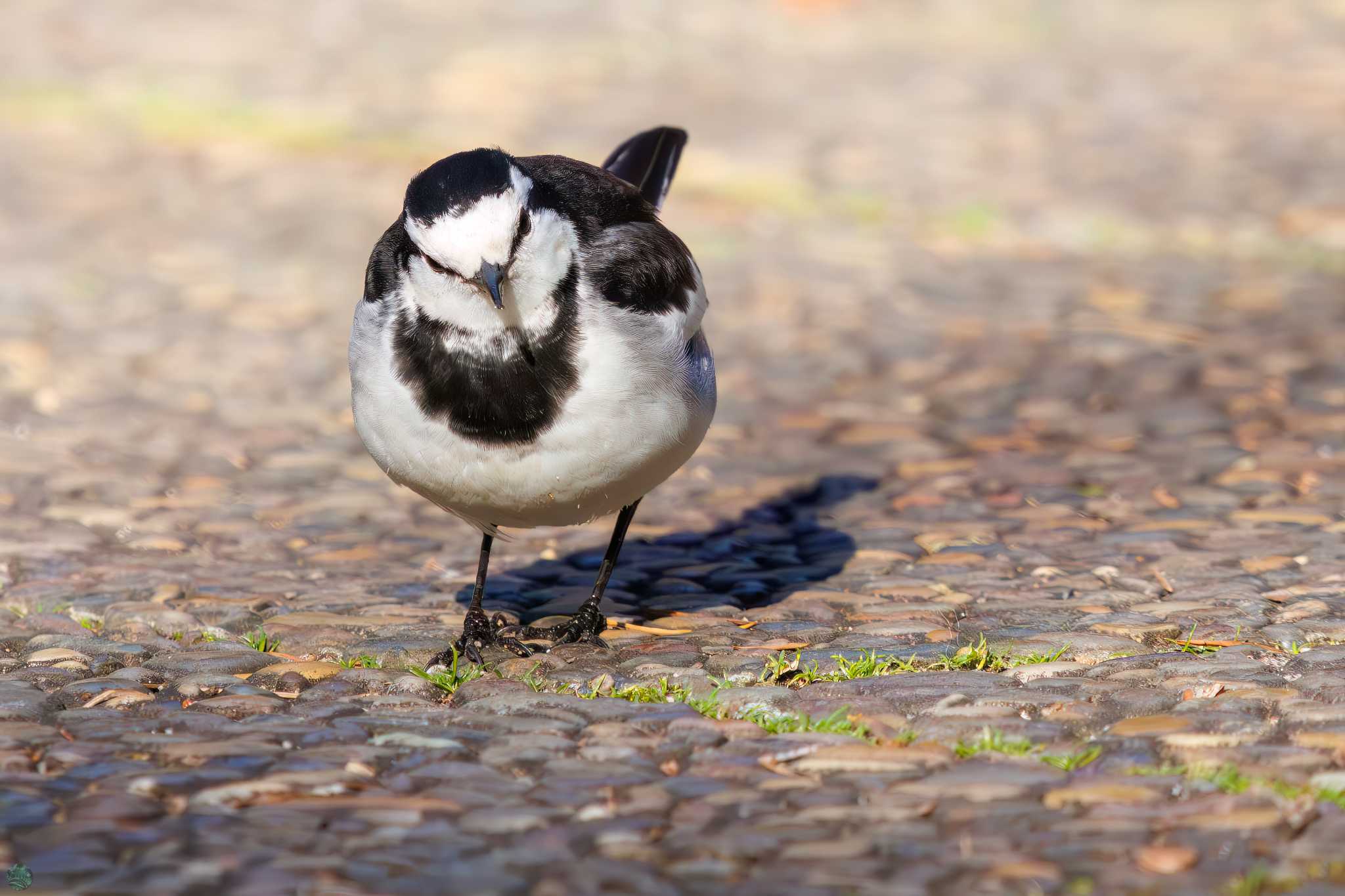 White Wagtail