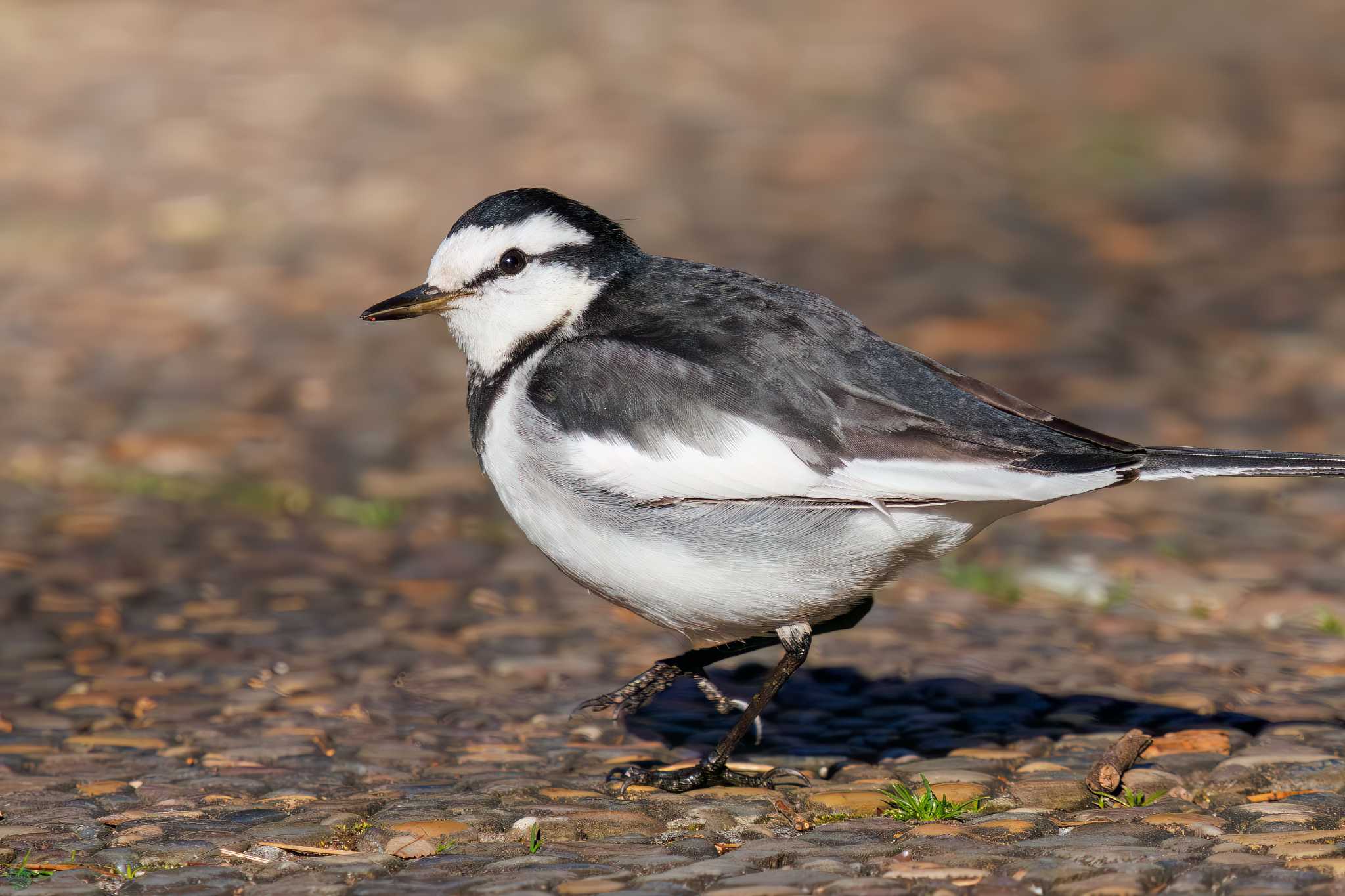 White Wagtail