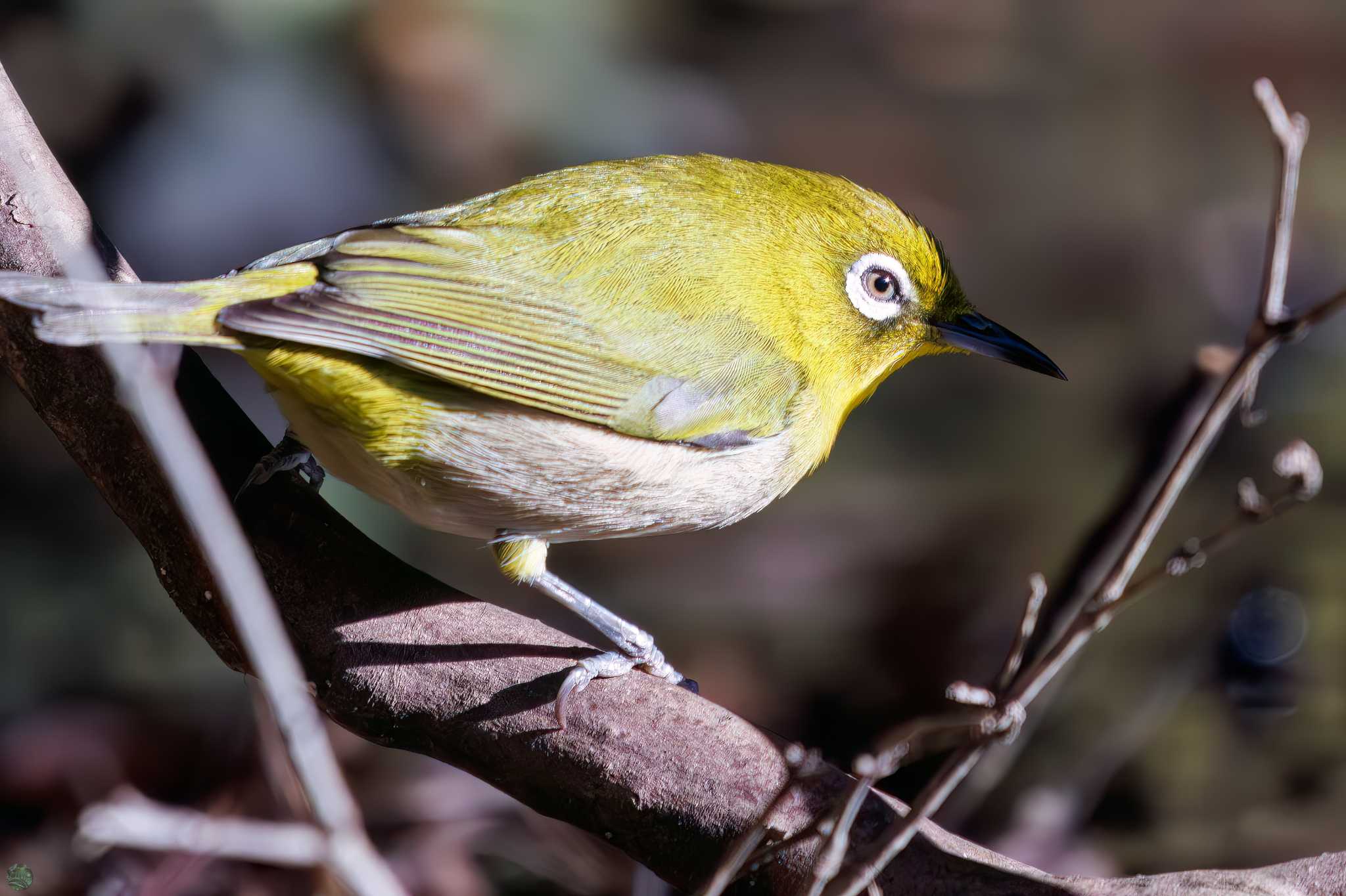 Warbling White-eye