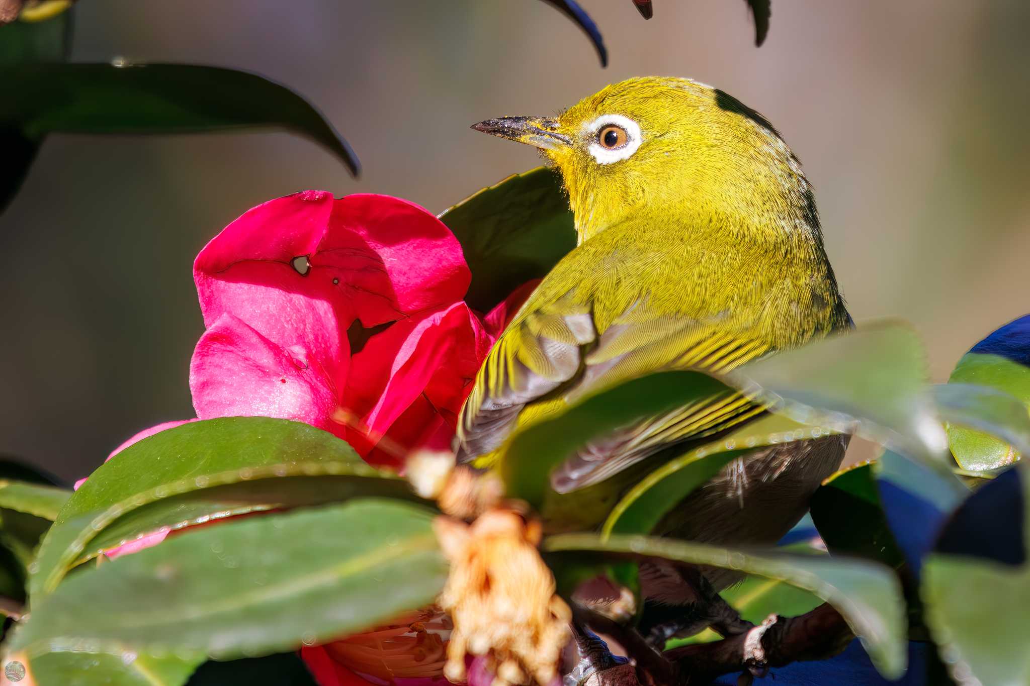 Warbling White-eye