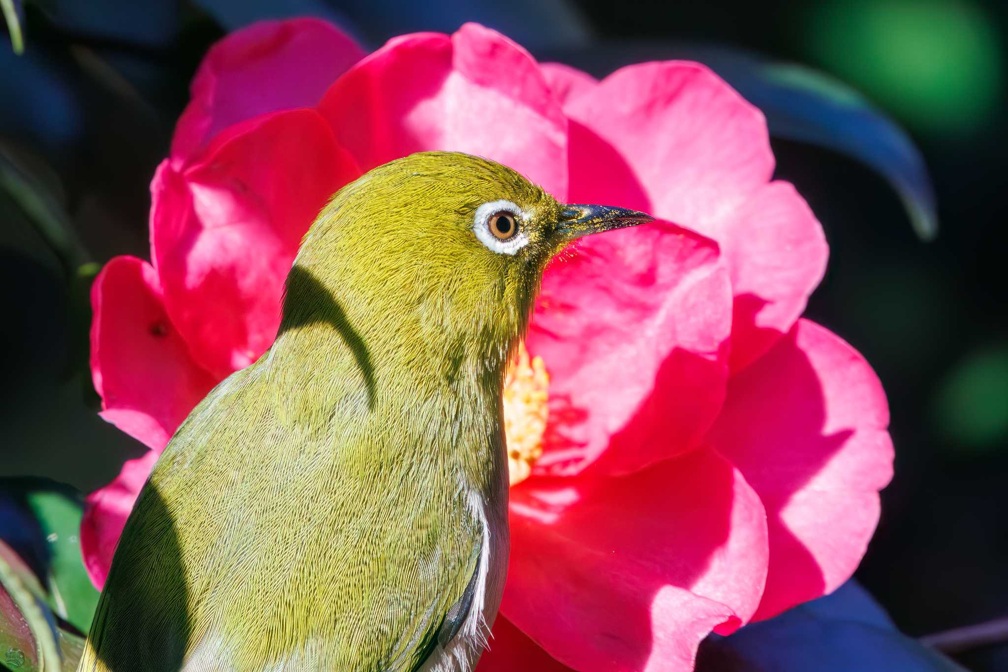 Photo of Warbling White-eye at Mitsuike Park by d3_plus