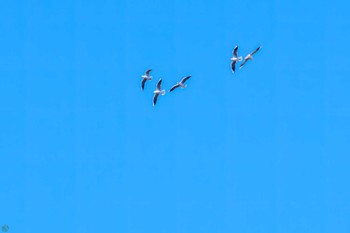 ユリカモメ 三ツ池公園(横浜市鶴見区) 2024年1月8日(月)