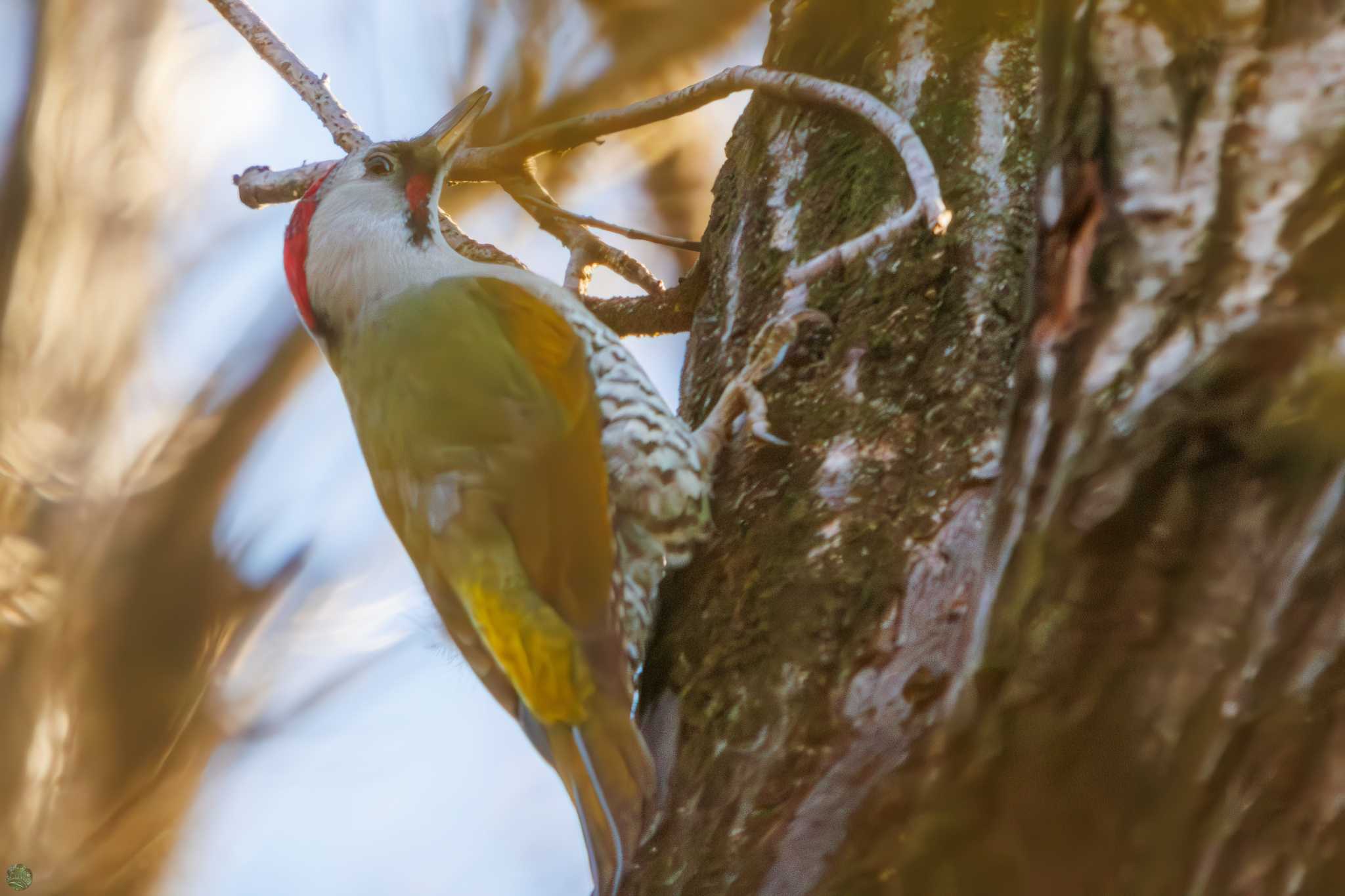 Japanese Green Woodpecker