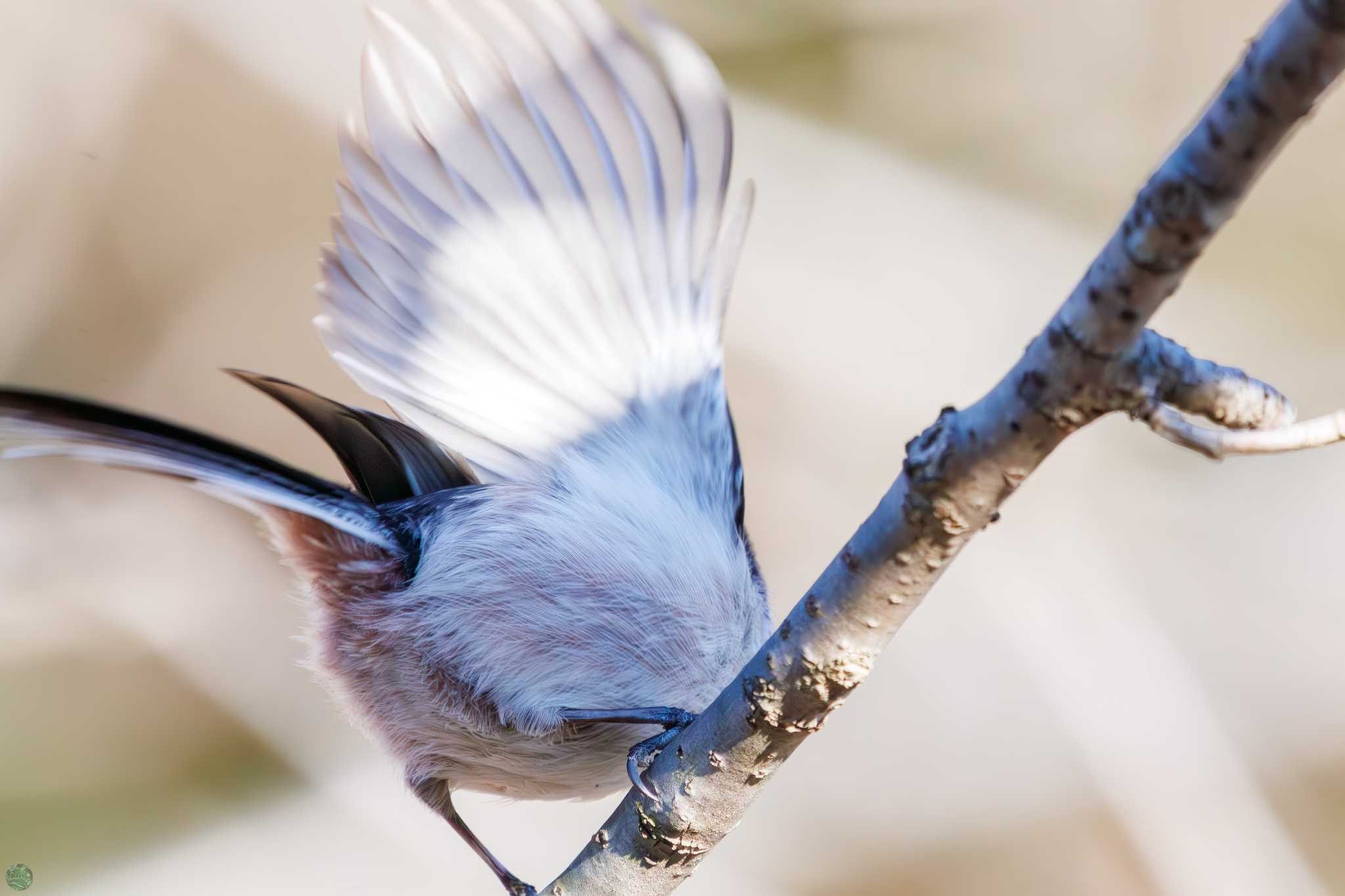 Long-tailed Tit