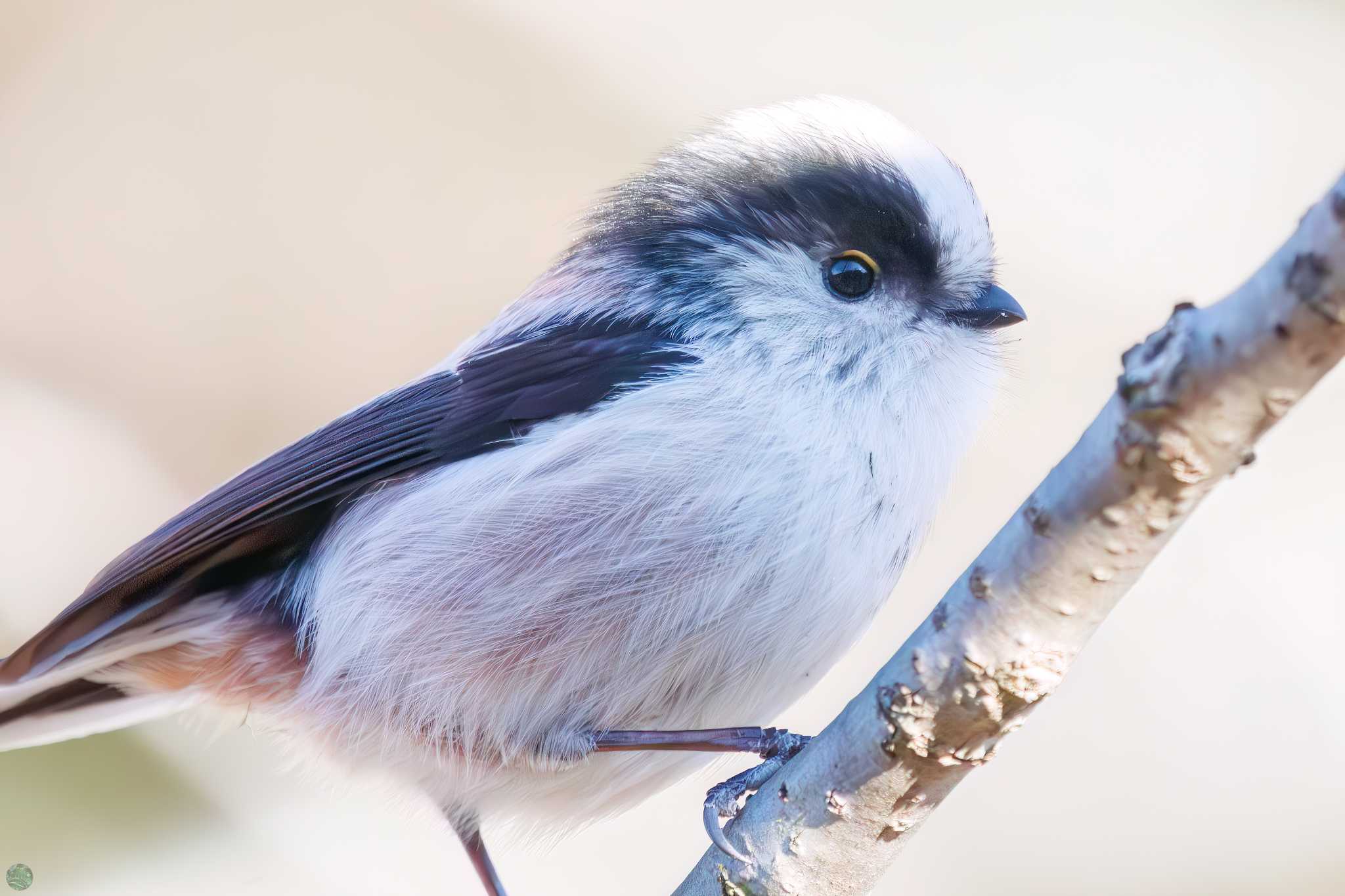 Photo of Long-tailed Tit at Mitsuike Park by d3_plus