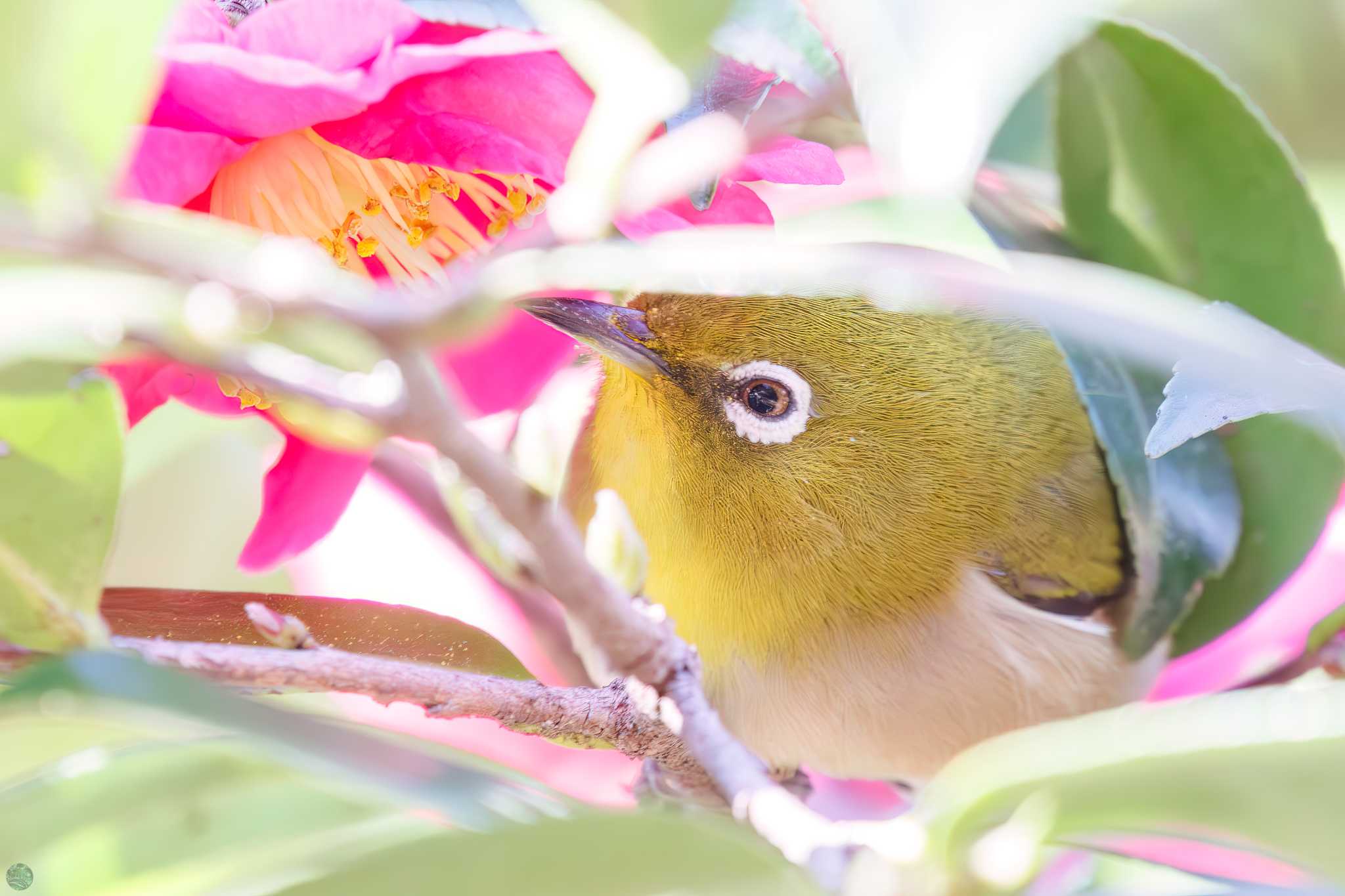 Warbling White-eye