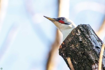 アオゲラ 三ツ池公園(横浜市鶴見区) 2024年1月8日(月)