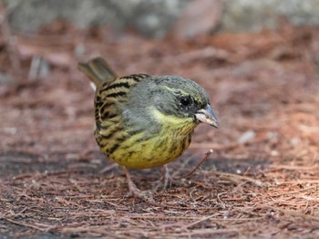 アオジ 佐鳴湖 2024年1月23日(火)