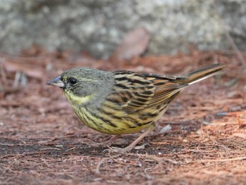 アオジ 佐鳴湖 2024年1月23日(火)