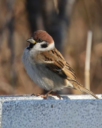 スズメ 佐鳴湖 2024年1月23日(火)