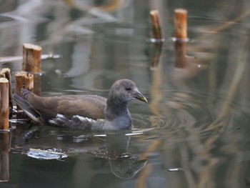 バン 泉の森公園 2024年1月21日(日)