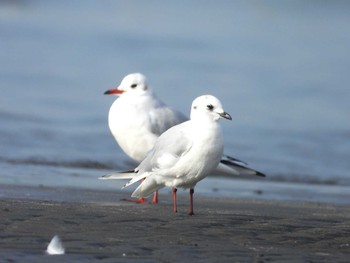 Saunders's Gull 千葉県 Tue, 1/23/2024