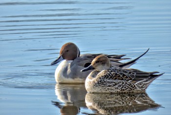 Northern Pintail 阿佐美沼 Tue, 1/2/2024