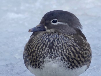 Mandarin Duck 札幌;北海道 Tue, 1/23/2024