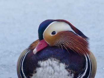 Mandarin Duck 札幌;北海道 Tue, 1/23/2024