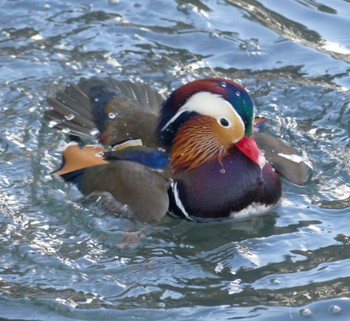 Mandarin Duck 札幌;北海道 Tue, 1/23/2024