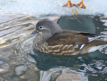 Mandarin Duck 札幌;北海道 Tue, 1/23/2024