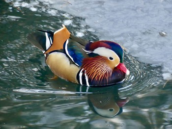 Mandarin Duck 札幌;北海道 Tue, 1/23/2024