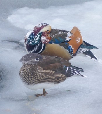 Mandarin Duck 札幌;北海道 Tue, 1/23/2024