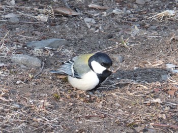 Mon, 1/23/2023 Birding report at 上田城跡公園