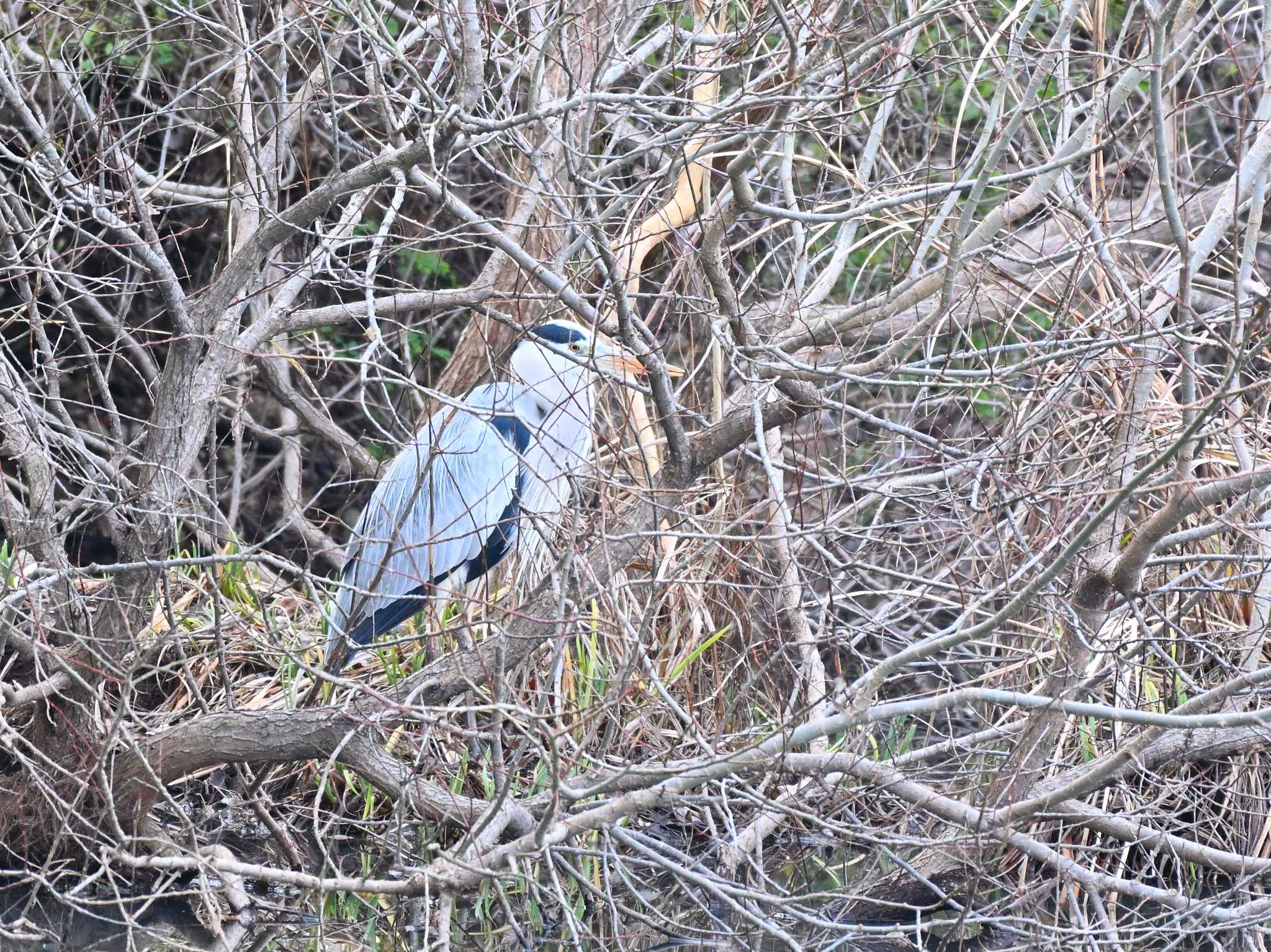 Grey Heron