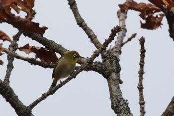 2018年11月10日(土) 北海道 函館市 函館山の野鳥観察記録