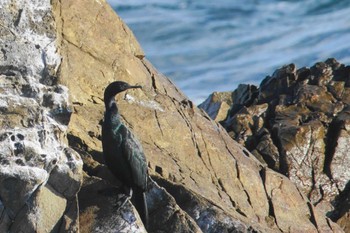 Pelagic Cormorant 平磯海岸 Tue, 1/9/2024