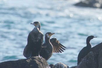 ウミウ 平磯海岸 2024年1月9日(火)