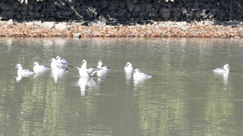 ミコアイサ 奈良市水上池 2024年1月14日(日)