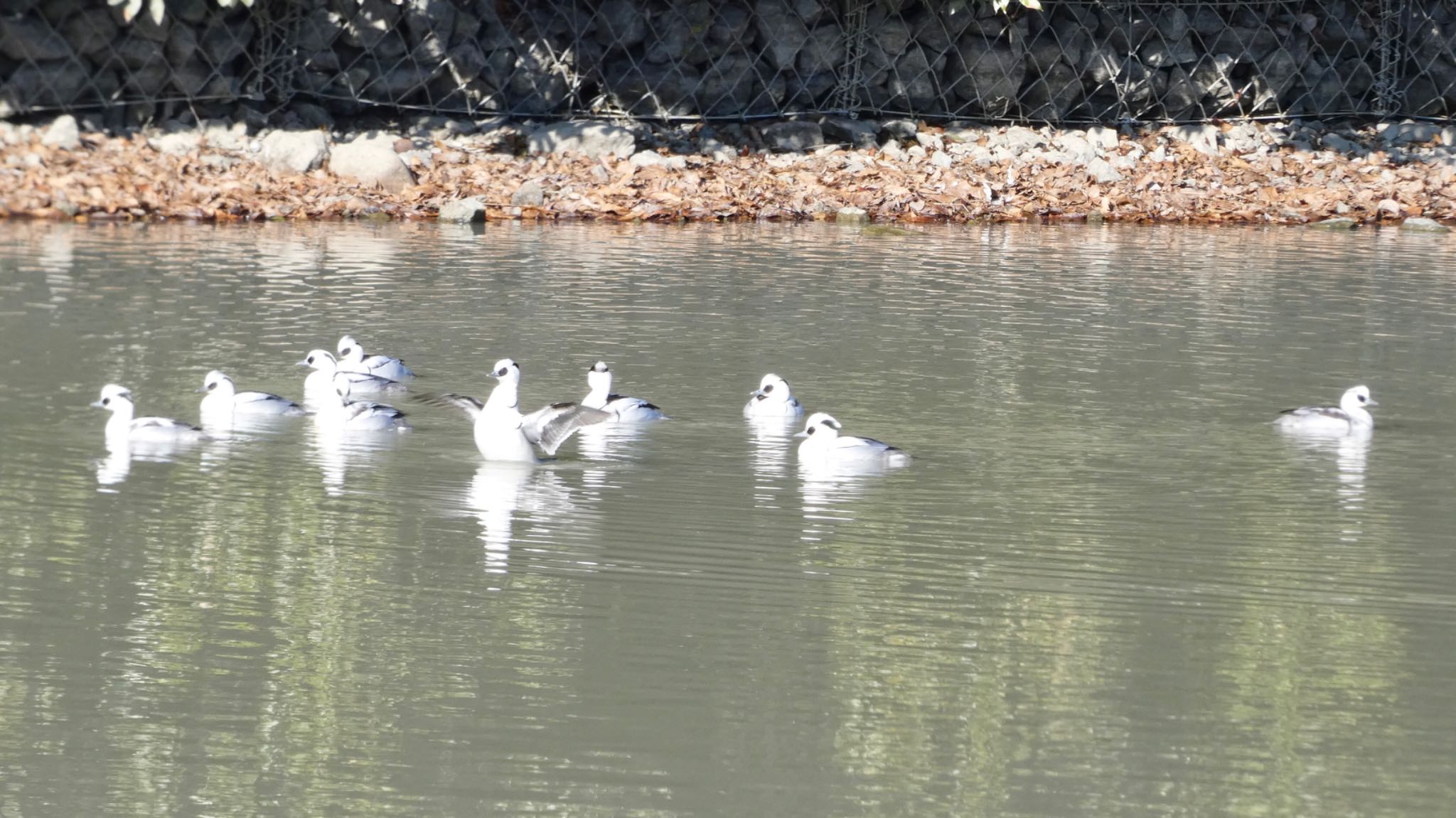 Smew