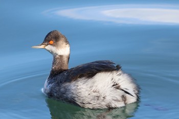 2024年1月23日(火) 石狩東埠頭の野鳥観察記録