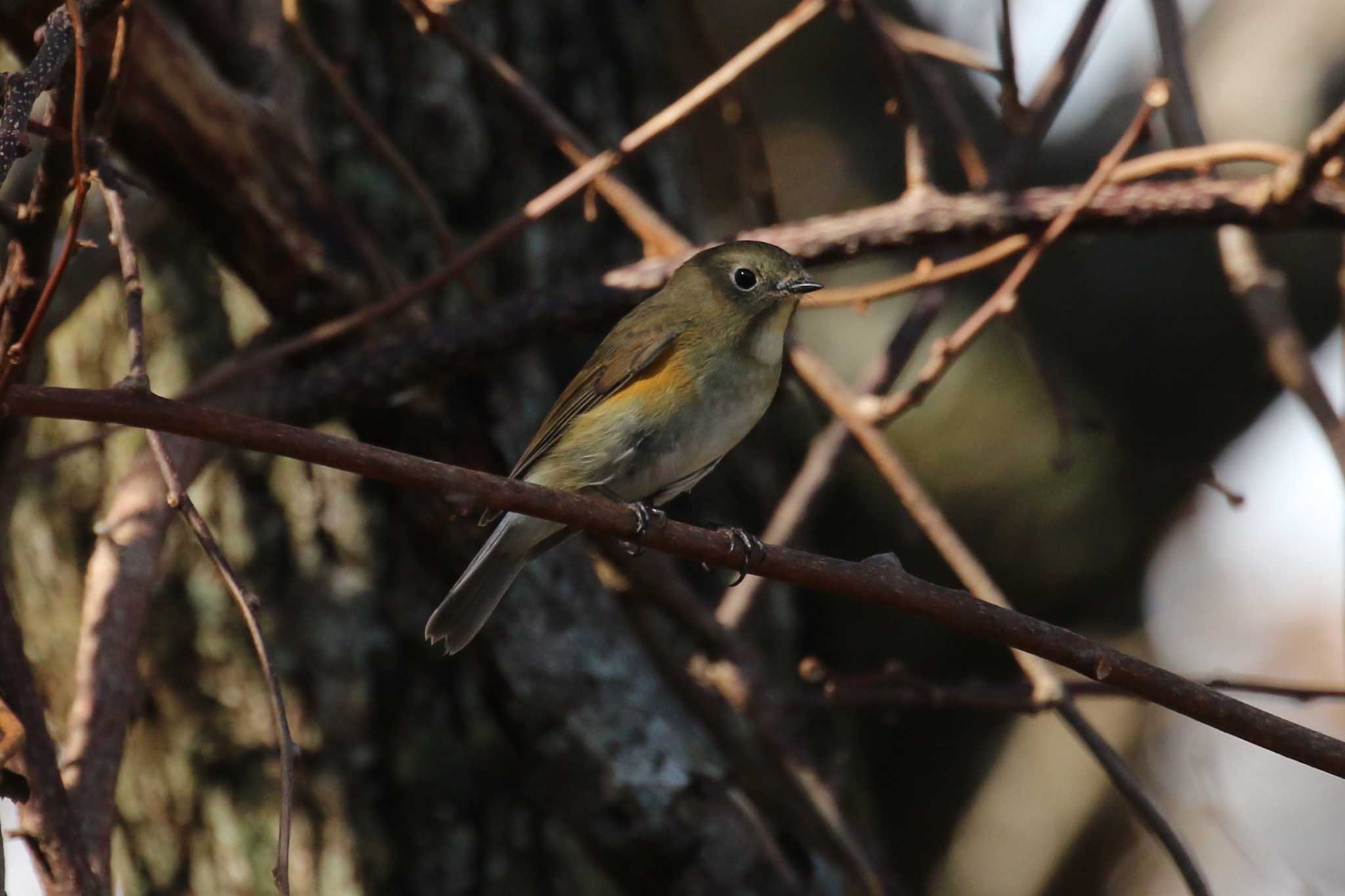 Red-flanked Bluetail