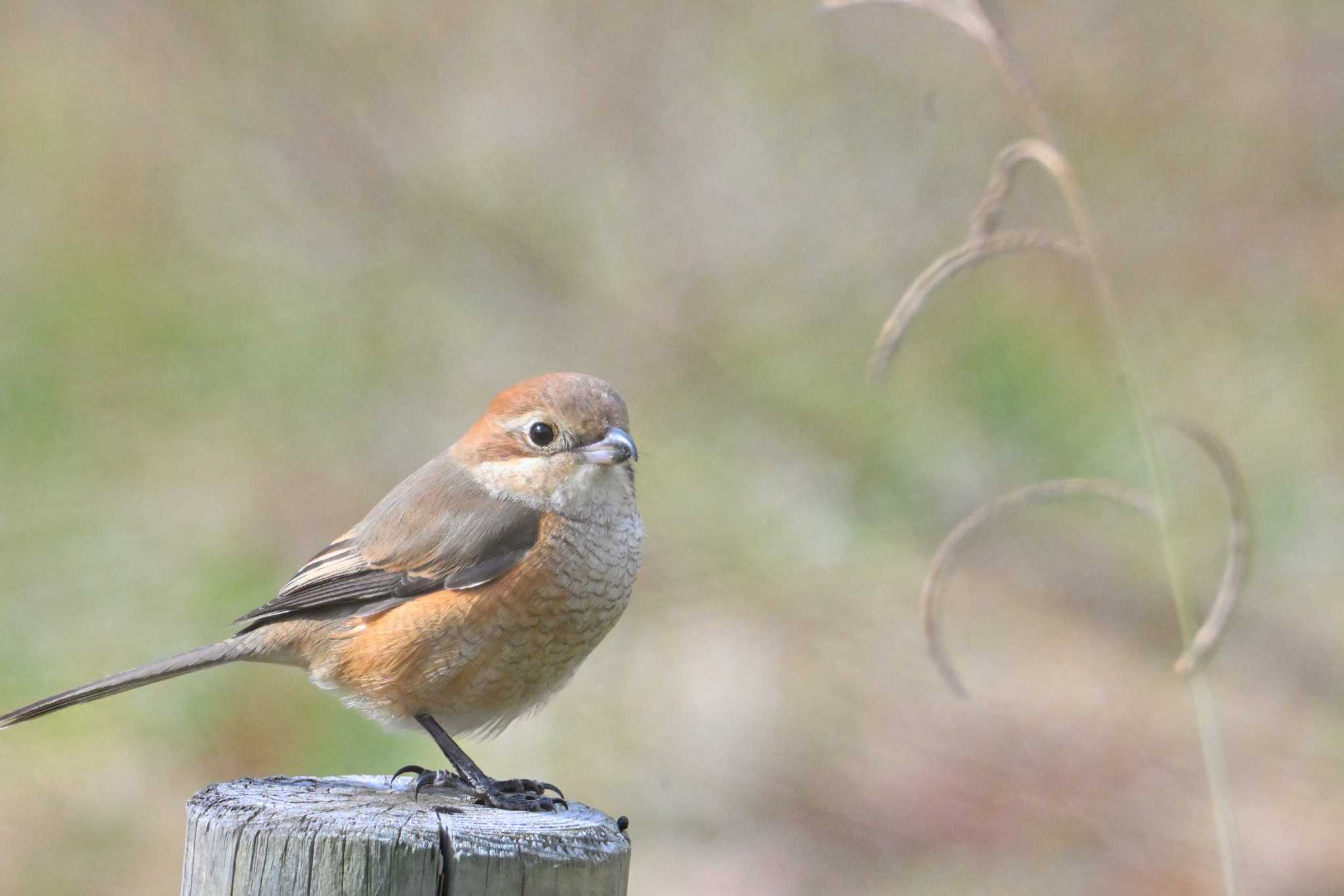 Bull-headed Shrike