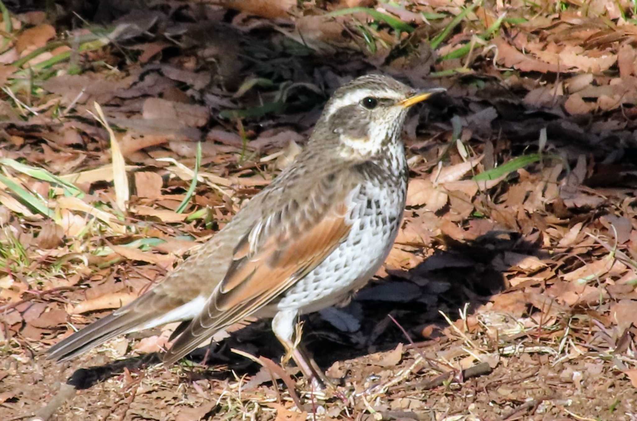 Photo of Dusky Thrush at 仙川平和公園(三鷹市) by ashi