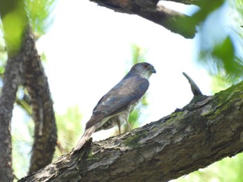 Japanese Sparrowhawk ＭＦ Mon, 7/17/2023