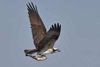 Osprey 埼玉県入間川 Tue, 1/23/2024