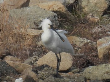 2024年1月23日(火) 大阪南港野鳥園の野鳥観察記録