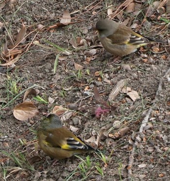 Grey-capped Greenfinch 兵庫県西宮市 武庫川 Tue, 1/23/2024