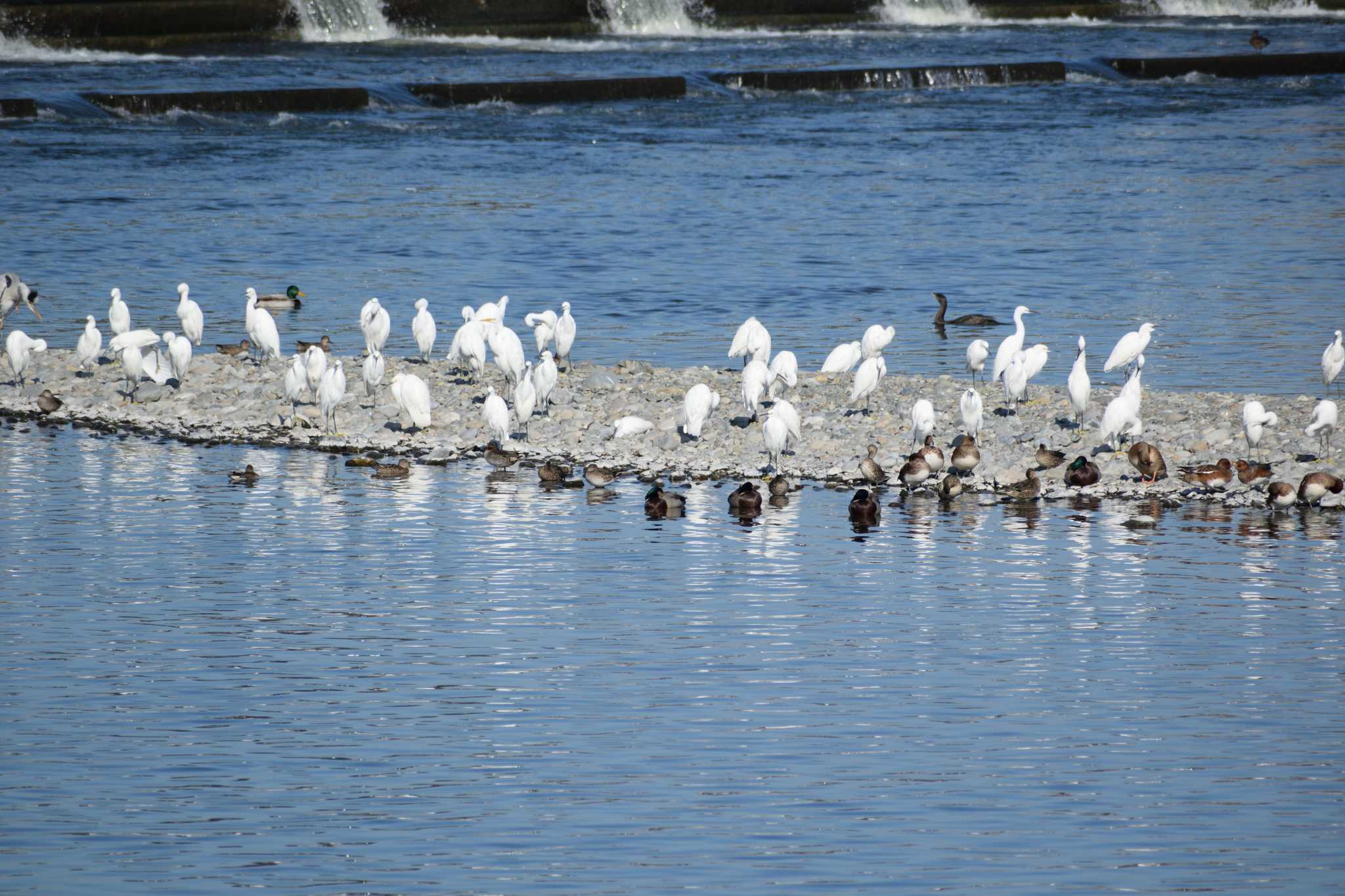 Little Egret