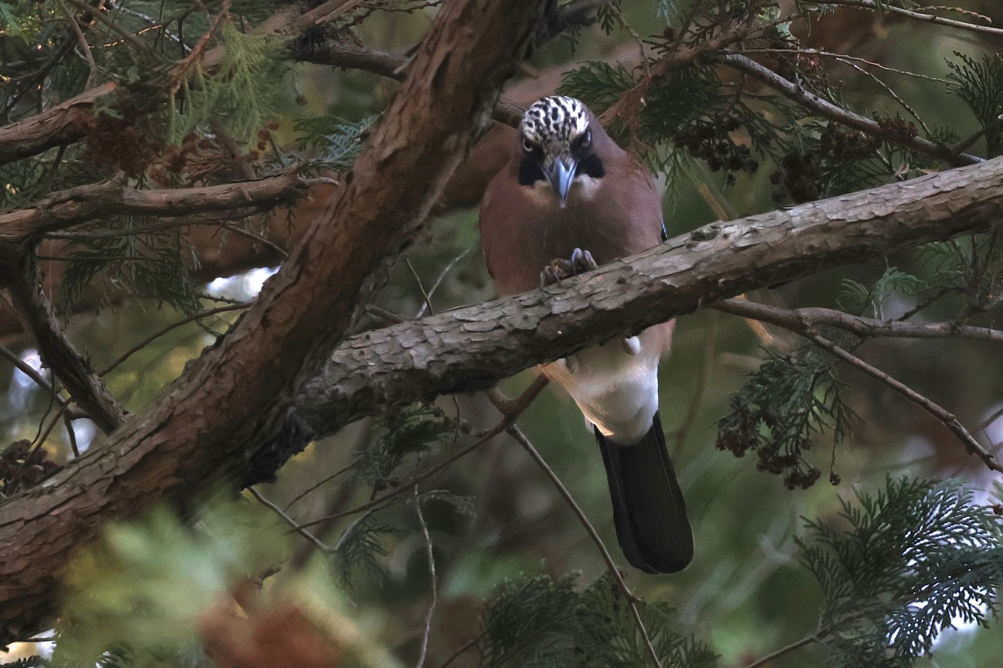 Eurasian Jay