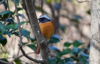 2024年1月23日(火) 大泉緑地の野鳥観察記録