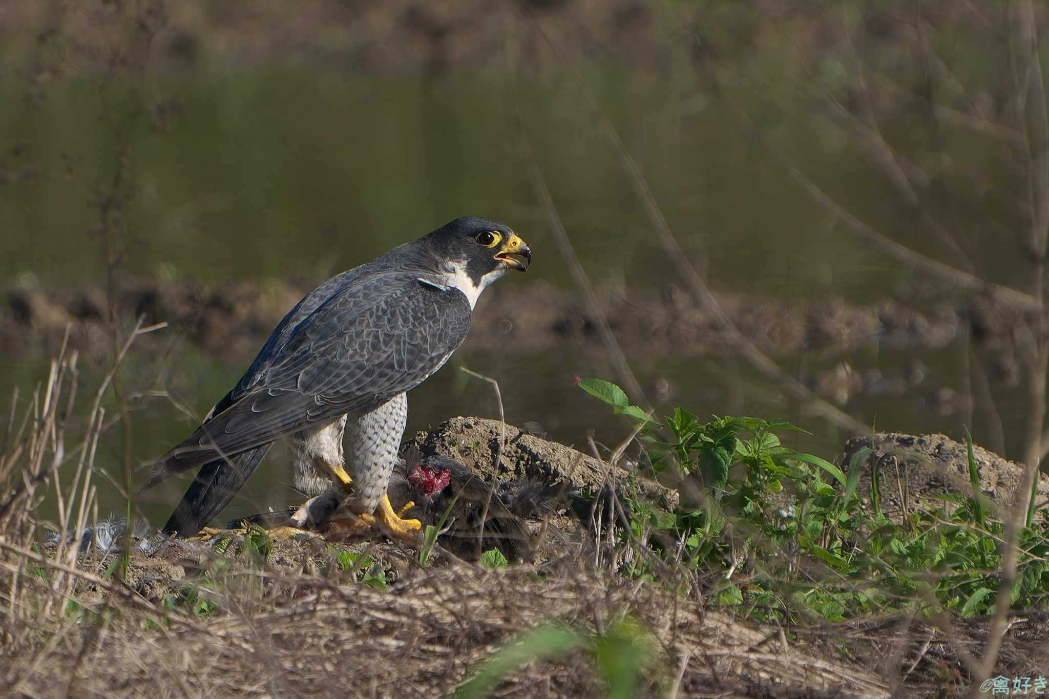 Photo of Peregrine Falcon at Ishigaki Island by 禽好き