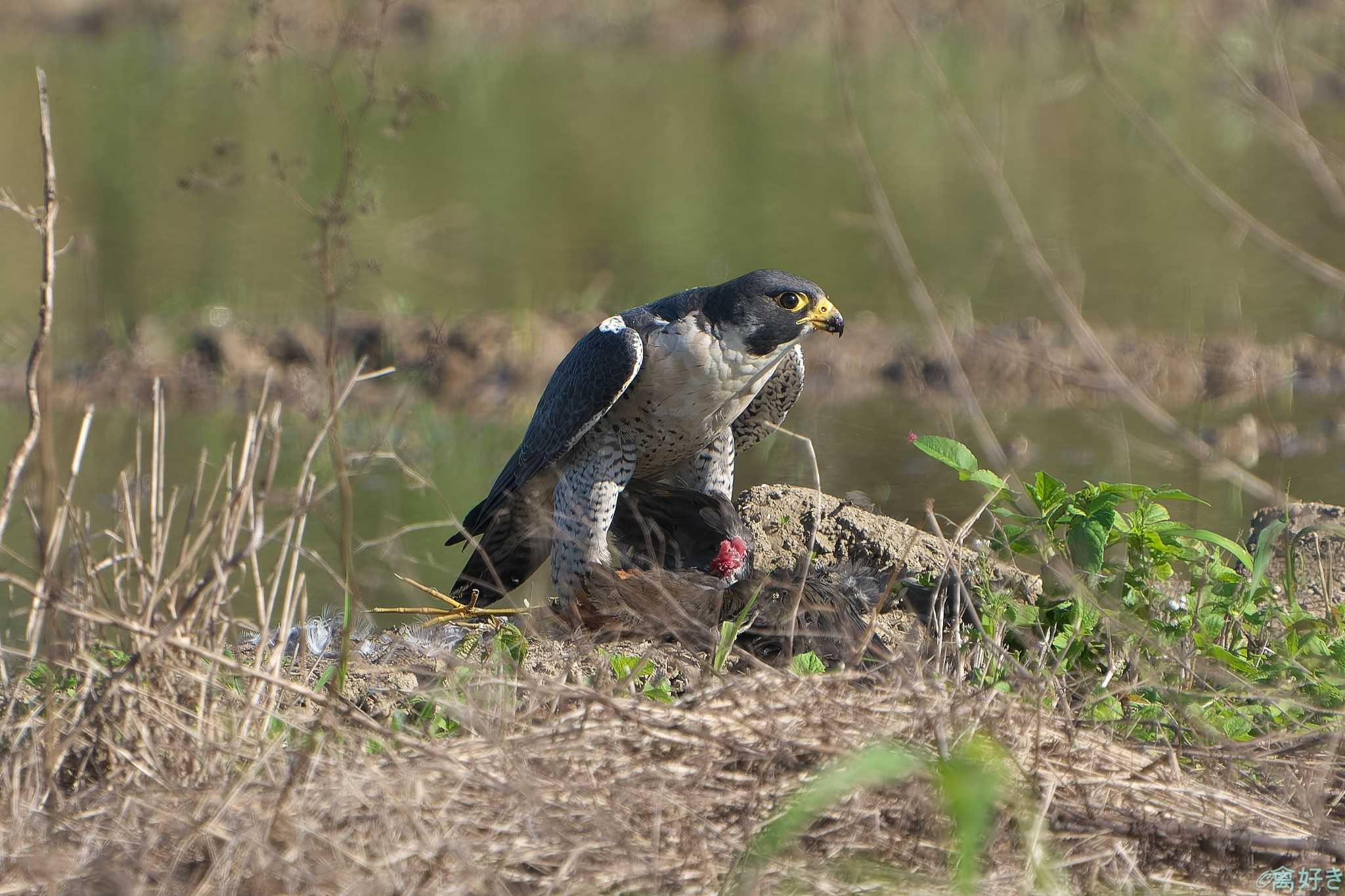 Photo of Peregrine Falcon at Ishigaki Island by 禽好き