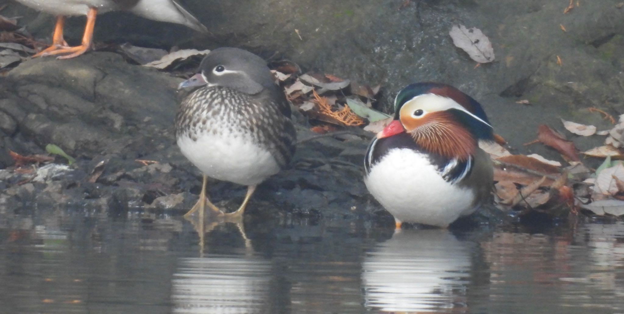 Mandarin Duck