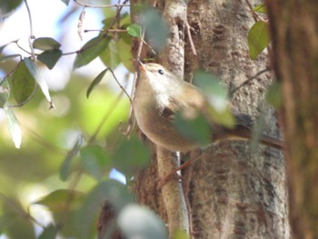 Japanese Bush Warbler 可児やすらぎの森 Tue, 1/23/2024